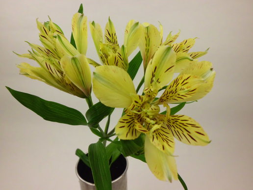 アルストロメリア | FLORE21